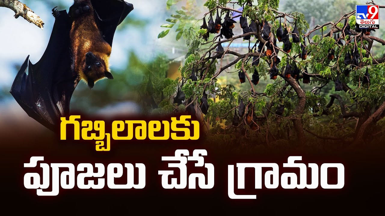 గబ్బిలాలకు పూజలు చేసే గ్రామం.. ఎందుకో తెలుసా ?? గబ్బిలాలకు పూజలు చేసే గ్రామం.. ఎందుకో తెలుసా ??