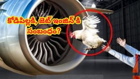 విమాన భద్రత రహస్యం..కోడిపిల్లకి, జెట్ ఇంజిన్ కి సంబంధం ఏంటోతెలుసా