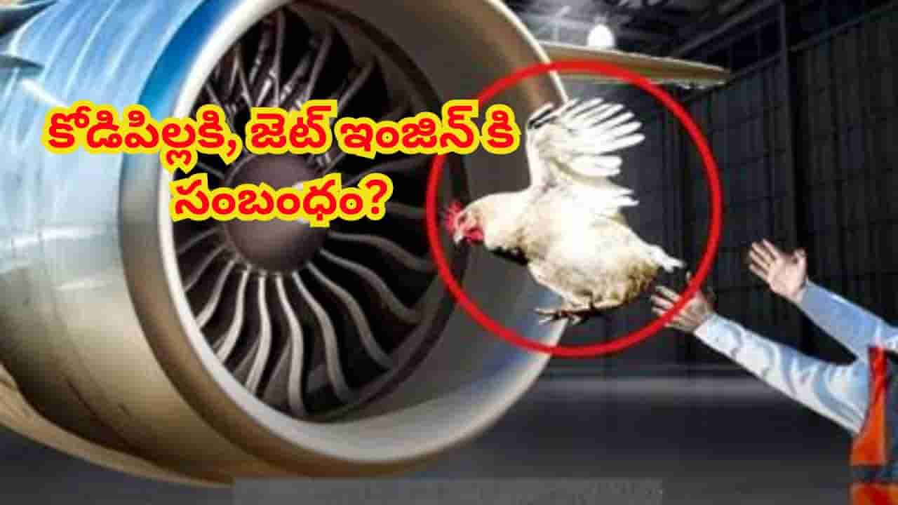 విమాన భద్రత రహస్యం.. కోడిపిల్లకి, జెట్ ఇంజిన్ కి సంబంధం ఏమిటో తెలుసా..?