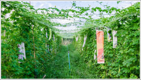 శీతాకాలంలో ఈ కూరగాయను పండించండి.. తక్కువ ఖర్చుతో రెట్టింపు ఆదాయం!