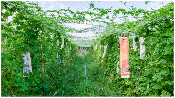 Agriculture Tips: శీతాకాలంలో ఈ కూరగాయను పండించండి.. తక్కువ ఖర్చుతో రెట్టింపు ఆదాయం!