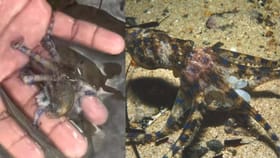 బీచ్‌లో నడుస్తుండగా కంటపడ్డ చిట్టి ఆక్టోపస్‌..!