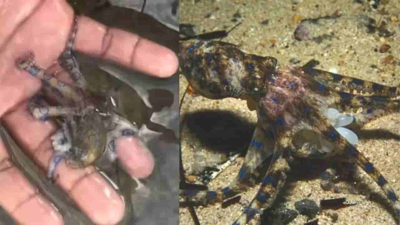 Viral Video: అందంగా ఉందని, ఆక్టోపస్ను చేరదీయబోయాడు.. రెప్పపాటులో..!