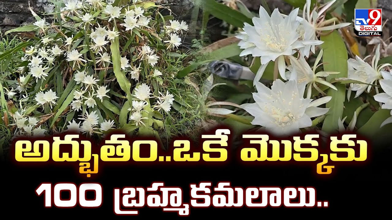 Brahma Kamalam: అద్భుతం.. ఒకే మొక్కకు 100 బ్రహ్మకమలాలు Brahma Kamalam: అద్భుతం.. ఒకే మొక్కకు 100 బ్రహ్మకమలాలు