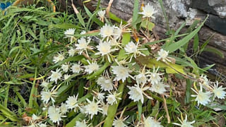 Andhra: ఎన్నడూ చూడని దృశ్యం.. ఒకే మొక్కకు వికసించిన 100 బ్రహ్మకమలం పుష్పాలు