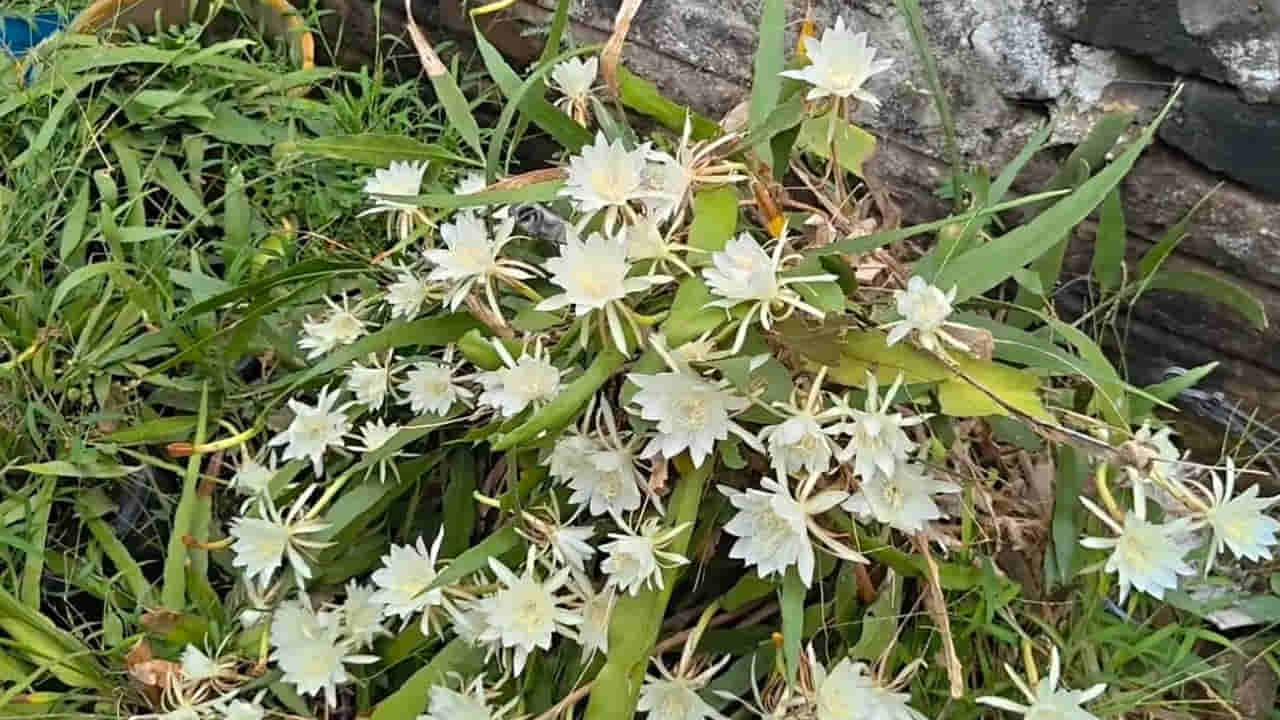 Andhra: ఎన్నడూ చూడని దృశ్యం.. ఒకే మొక్కకు వికసించిన 100 బ్రహ్మకమలం పుష్పాలు