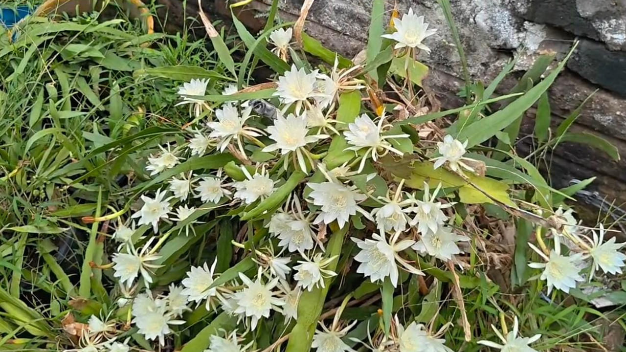 Andhra: ఎన్నడూ చూడని దృశ్యం.. ఒకే మొక్కకు వికసించిన 100 బ్రహ్మకమలం పుష్పాలు