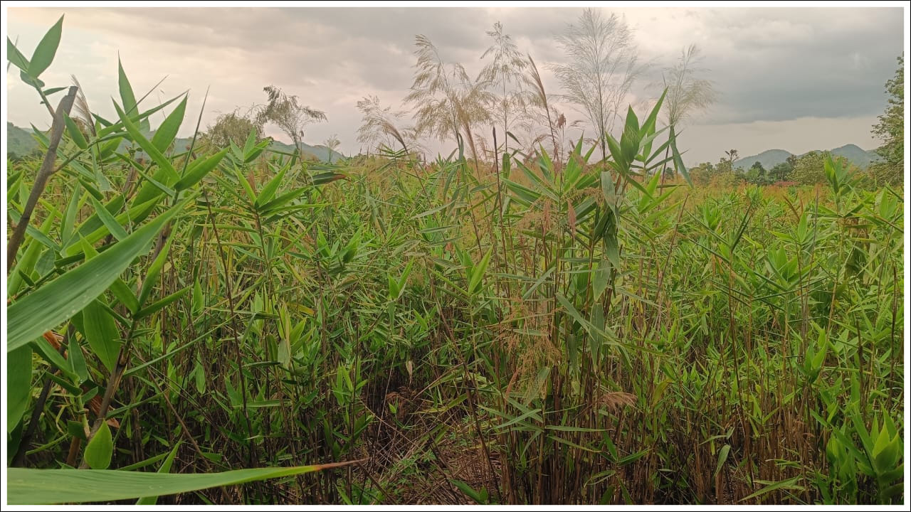  వ్యవసాయం కోసం ఋణాలకోసం వేచి చూసి.. : వ్యవసాయం కోసం బ్యాంకుల చుట్టూ, ప్రభుత్వ కార్యాలయాల చుట్టూ తిరిగి విసిగివేసారిన సాధారణ రైతు తానెంటో నిరూపించుకోవాలనుకున్నాడు. ఇంట్లో ఉన్న కొద్దపాటి బంగారు ఆబరణాలు తాకట్టు పెట్టి కొద్దిపాటి డబ్బు సేకరించాడు. కూలీలకు పని కల్పించాడు. విత్తనాల సేకరణ చేశాడు. ఆ విత్తనాలతో తనకున్న 10 ఎకరాల పొలంలో వ్యవసాయం ప్రారంభించాడు. కొండల నుండి జాలువారే కాలువలను తను సాగు చేస్తున్న పొలం వైపు నీళ్ళను మళ్లించాడు. ఇంకేముంది కేవలం ఒక్క సంవత్సరం పెట్టుబడితో ప్రతి ఏటా పంట బంగారంలా పండుతోంది. ఏటా పెట్టుబడి లేదు. ఎరువులు అవసరం లేదు. పురుగు మందుల ఖర్చు లేదు. ప్రతి ఏటా కుప్ప నూర్చడం మాత్రమే తన వంతైంది. ఏటా సుమారు రూ లక్షల్లో ఆదాయం పొందితున్నాడు. 