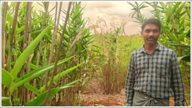 రైతు వినూత్న ఆలోచన.. కొండ చీపుర్ల వ్యాపారంతో లక్షల్లో సంపాదన!