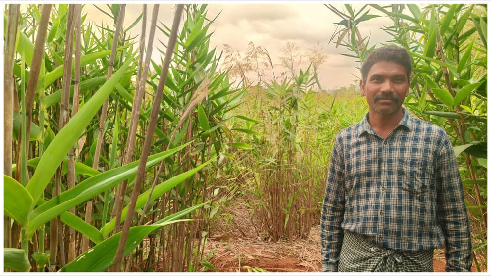 Hill Broom Cultivation: రైతు వినూత్న ఆలోచన.. కొండ చీపుర్ల వ్యాపారంతో లక్షల్లో సంపాదన!