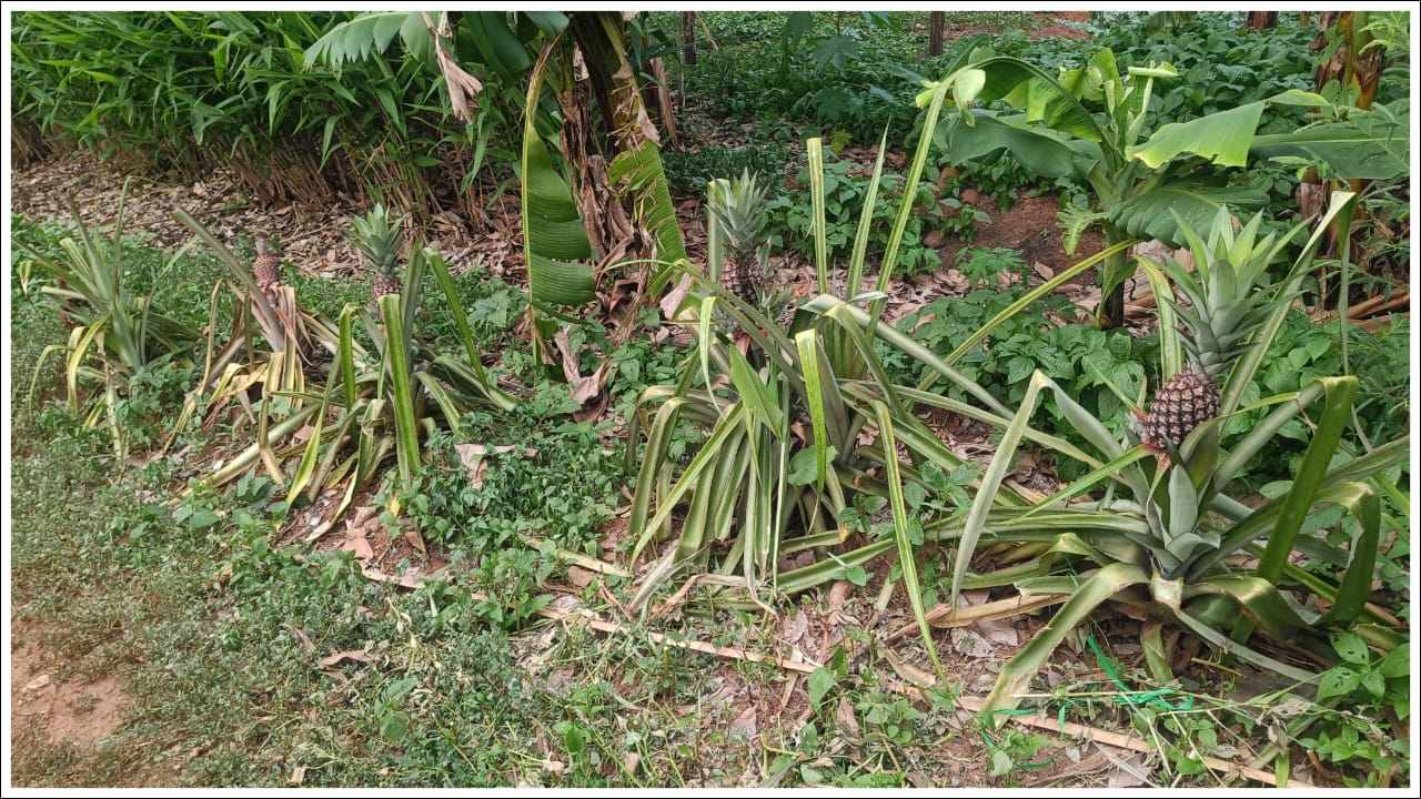  కొందరు గ్రామస్తులతో అడవిలో కొండ చీపుర్ల విత్తనాలను సేకరించాడు. ఆవిత్తనాలను తనకున్న సుమారు 10 ఎకరాల పొలంలో చల్లి సేద్యం చేశాడు. అప్పటి నుండి తన పొలంలో ప్రతి ఏటా కొండ చీపుర్ల పంట పండుతోంది. తన ఇంట్లో కనక వర్షం కురుస్తోంది. ఒక్క ఏడాది చేసిన సేద్యంతో ప్రతి ఏటా కొండ చీపుర్లు కోస్తూ పెద్దమొత్తంలో లాభాలు ఆర్జిస్తున్నాడు. 