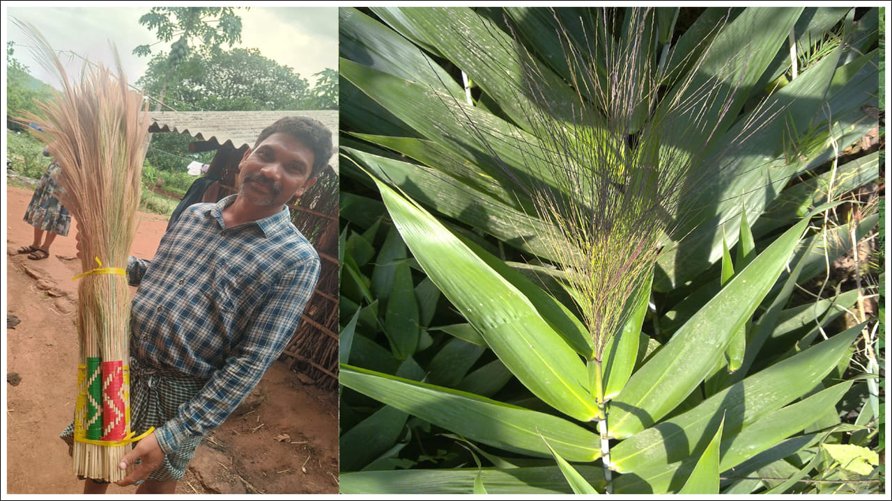  కోసిన మొదల్లే మళ్ళీ మళ్ళీ పిలకలు వస్తూ ప్రతిఏటా కాసుల వర్షం కురిపిస్తోంది. దీంతో స్థానిక రైతులు ఇతడి వ్యవసాయం చూసి అవక్కావుతున్నారు. ఇలా కూడా వ్యవసాయం చేయవచ్చా అని ముక్కున వేసేసుకుంటున్నారు. ప్రస్తుతం ఆర్దికంగా వెనుకబడిన రైతులకు ఆదర్శంగా నిలిస్తున్నాడు. ఇలాంటి రైతులను ప్రశంసించాల్సిందే.