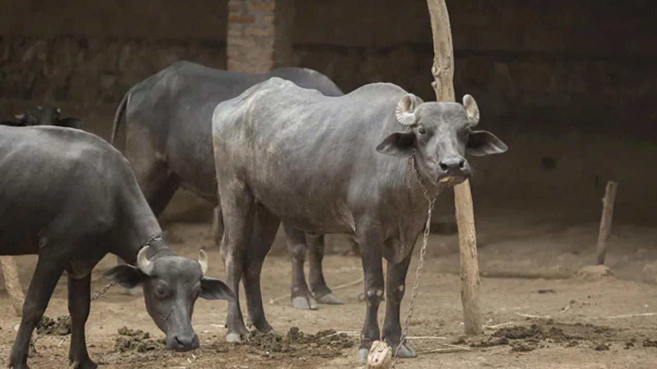 Sangareddy: గేదెలు మేపుతున్న మహిళను సమీపించిన దుండగుడు.. సెకన్ల వ్యవధిలో