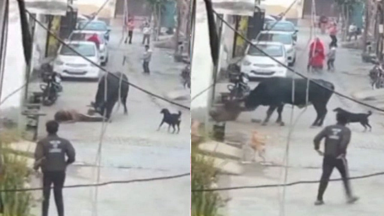 viral video: నన్నే కొడతావా..వృద్ధుడిని వెంటాడి దాడి చేసిన ఎద్దు… అంతకు ముందు ఏం జరిగిందో చూడండి…