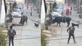 viral video: నన్నే కొడతావా..వృద్ధుడిని వెంటాడి దాడి చేసిన ఎద్దు..