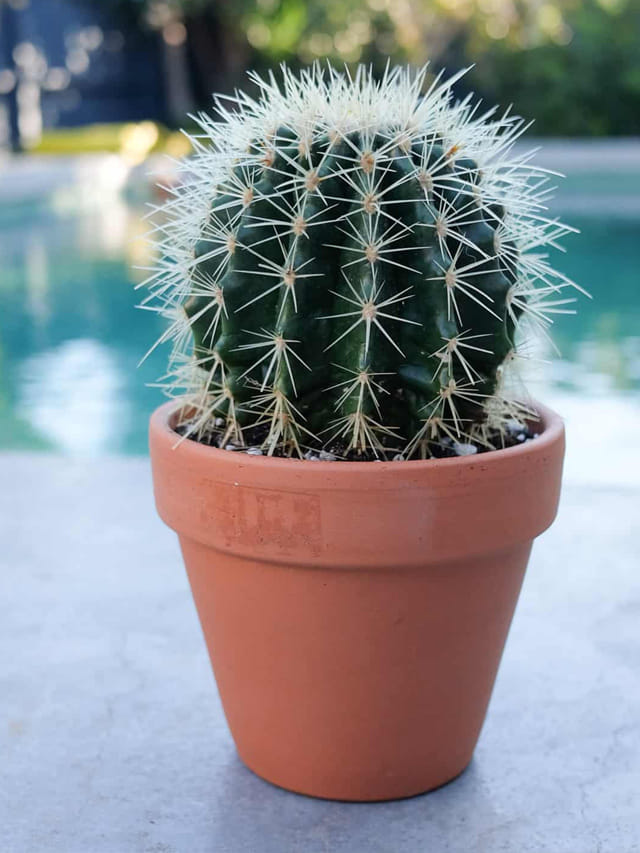 ఇంట్లో ఈ మొక్కలు పెంచారంటే.. దరిద్రంతో బ్రేక్ డ్యాన్స్ చేసినట్టే..