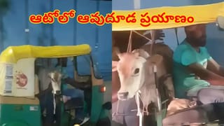 Viral Video: వారణాసిలో వింత దృశ్యం..! బనారస్‌లో చెట్టునిండా వెలాడుతూ విచిత్రమైన..