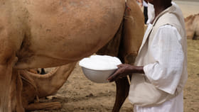 ఈ జంతువు పాలతో బోలెడు లాభాలు.. ఆరోగ్యవంతమైన అందంతో మెరిసిపోతారు