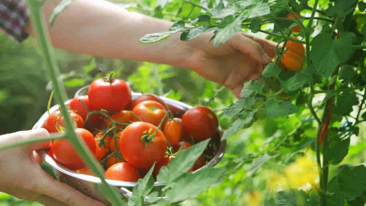 Tomatoes Vs Kidney Stones: ఆహారంలో టమాటాలు తింటే కిడ్నీల్లో రాళ్లు వస్తాయా? వైద్యులు ఏం చెబుతున్నారంటే..