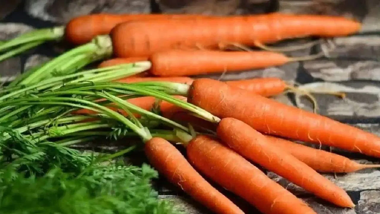 తాజా క్యారెట్లు పచ్చిగా తింటే రుచిగా ఉంటాయి. చాలా మంది ఈ క్యారెట్లతో వివిధ వంటకాలను కూడా తయారు చేస్తుంటారు. ప్రత్యేకత ఏమిటంటే ఈ క్యారెట్లు ఎలా తీసుకున్నా ఆరోగ్యానికి మేలు చేస్తాయి.