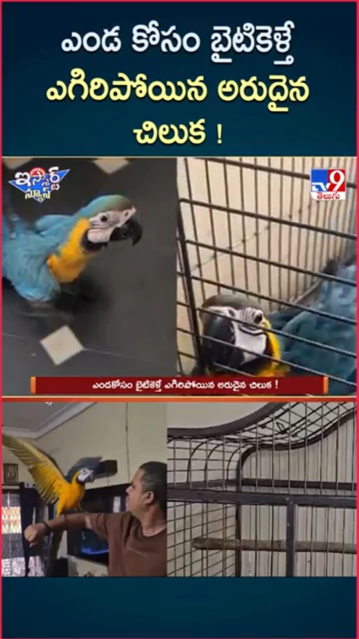 Pet Parrot: అయ్యో.. ఎండ కోసం బైటికెళ్తే ఎగిరిపోయిన అరుదైన చిలుక !