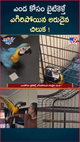 Pet Parrot: అయ్యో.. ఎండ కోసం బైటికెళ్తే ఎగిరిపోయిన అరుదైన చిలుక !