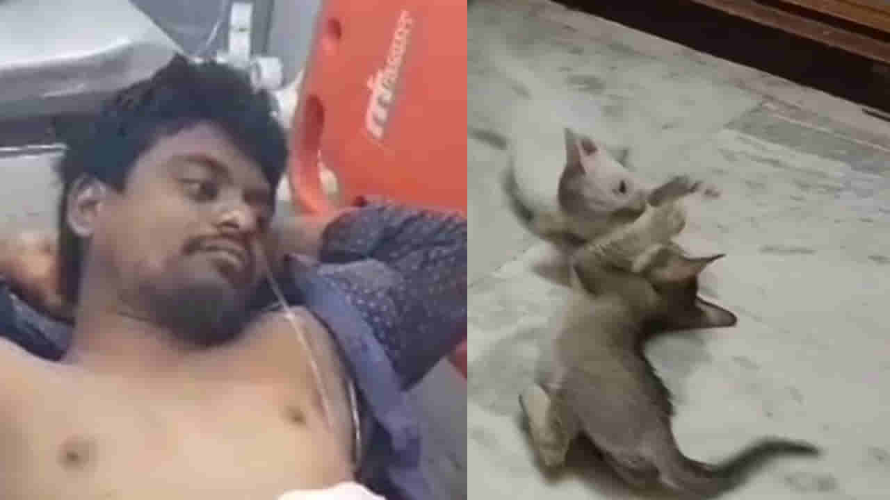 Andhra: పిల్లులు ఎంత పనిచేశాయమ్మా.. పంచాయతీలో అలా పొడిచేశాడేంటి.. నవ్వొద్దు సీరియస్ మ్యాటర్..