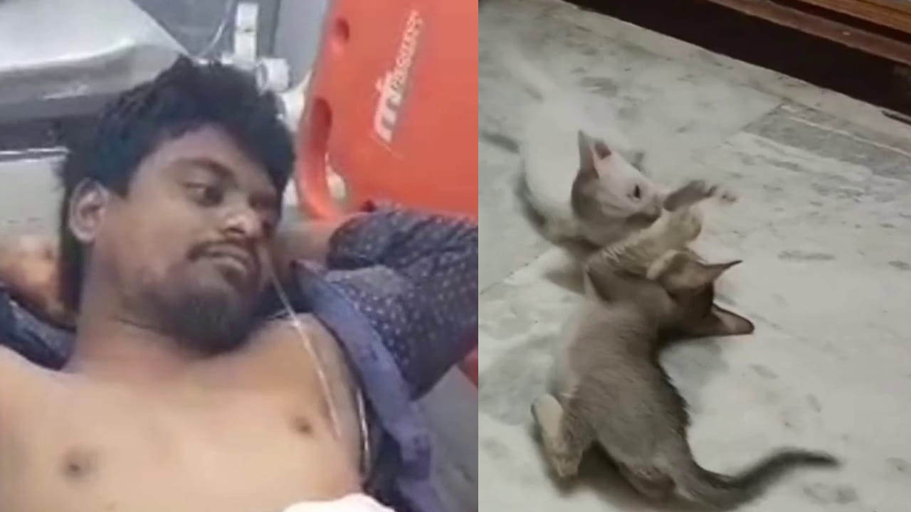 Andhra: పిల్లులు ఎంత పనిచేశాయమ్మా.. పంచాయతీలో అలా పొడిచేశాడేంటి.. నవ్వొద్దు సీరియస్ మ్యాటర్..