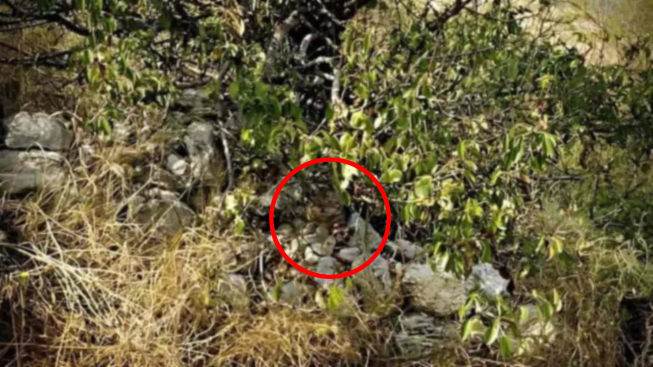 Cat Optical Illusion