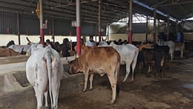 ఈ పేరు ఎక్కడైనా విన్నారా.. పశువుల కోసం హాస్టల్!