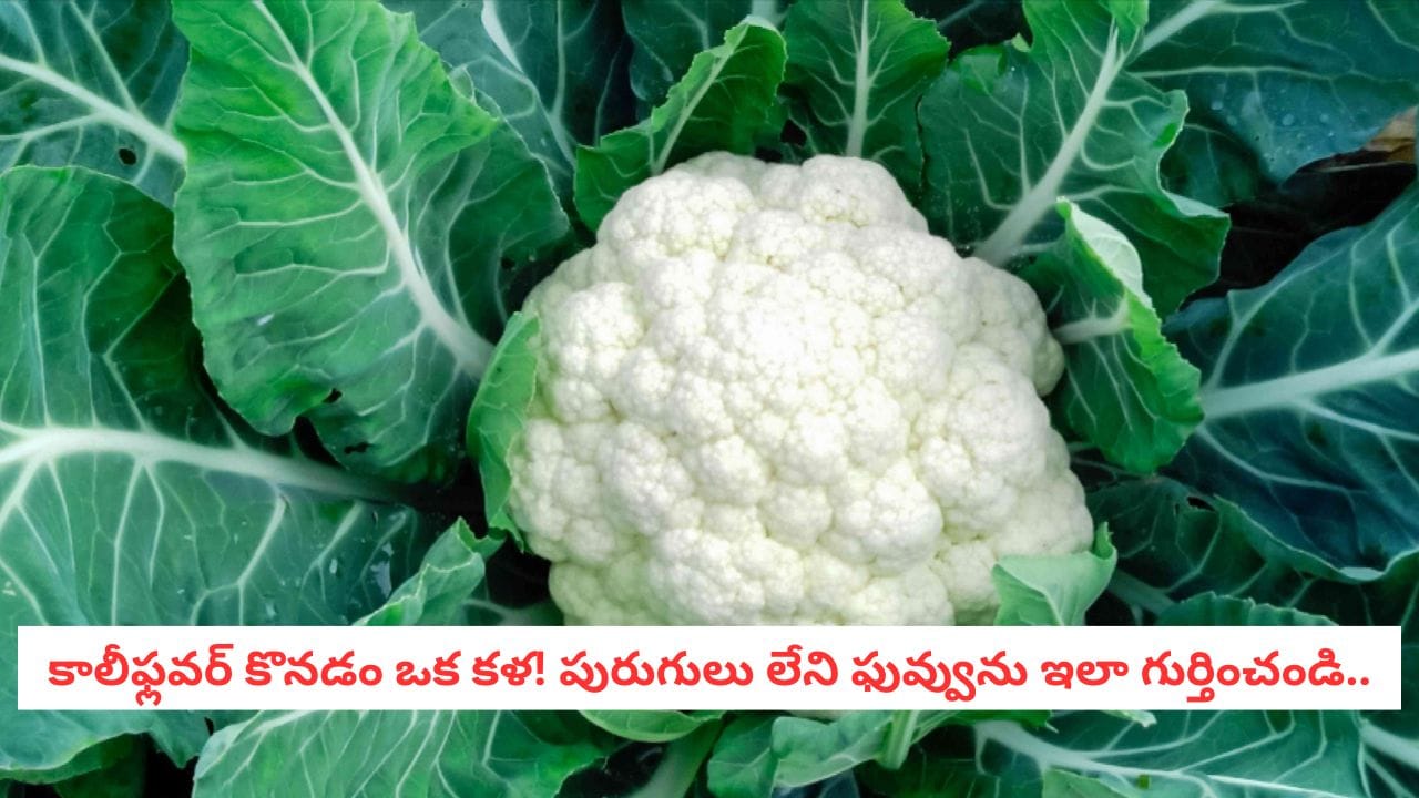 Cauliflower Hacks: కాలీఫ్లవర్ కొంటున్నారా? ఈ 3 విషయాలు గమనించకపోతే పురుగులు తిన్నట్టే!