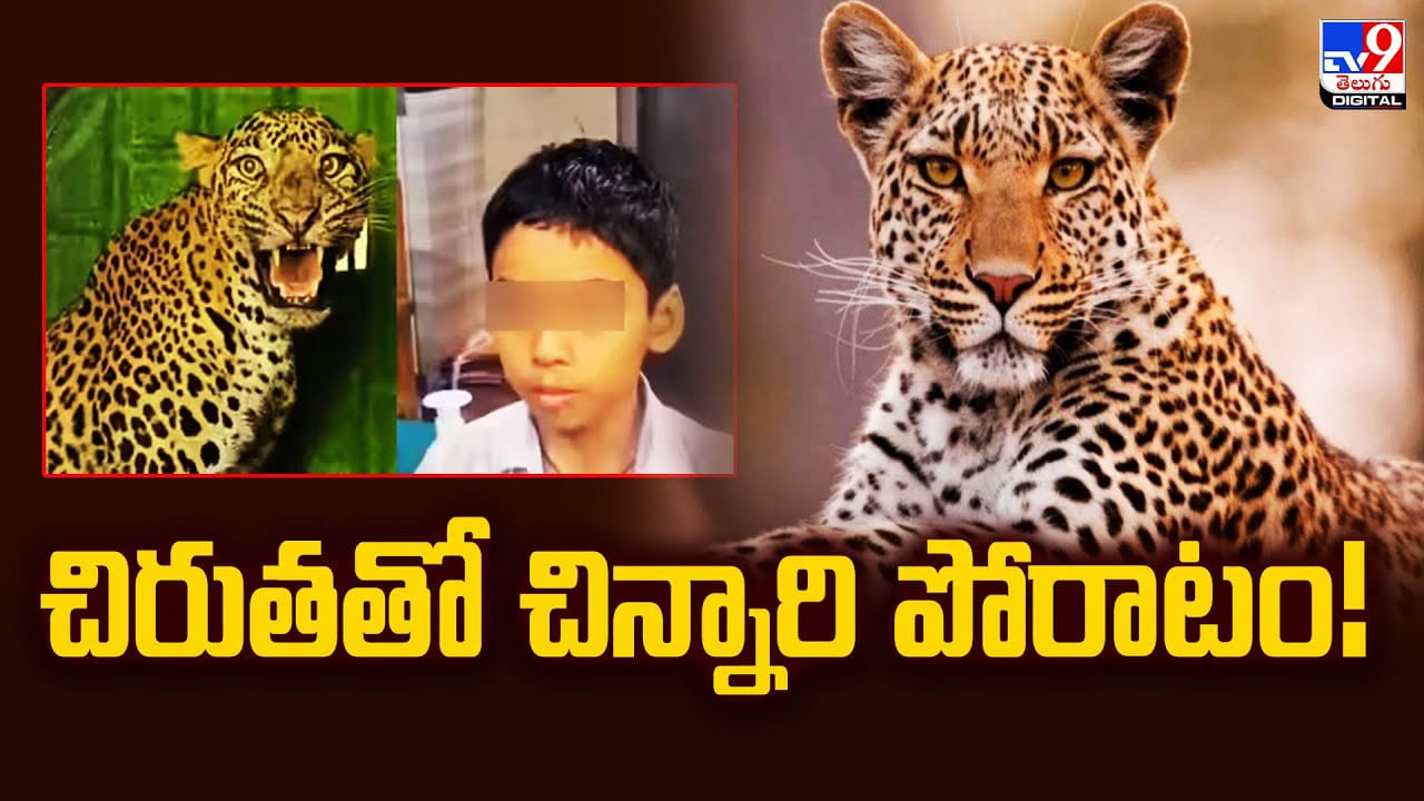 11 ఏళ్ల చిన్నారి చిరుతతో పోరాటం.. అదే అతనికి రక్షణ కవచమైంది 11 ఏళ్ల చిన్నారి చిరుతతో పోరాటం.. అదే అతనికి రక్షణ కవచమైంది