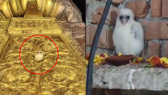 అప్పుడు వారణాసి, ఇప్పుడు ఛత్తీస్‌గఢ్ లో అరుదైన పక్షి ప్రత్యక్షం!