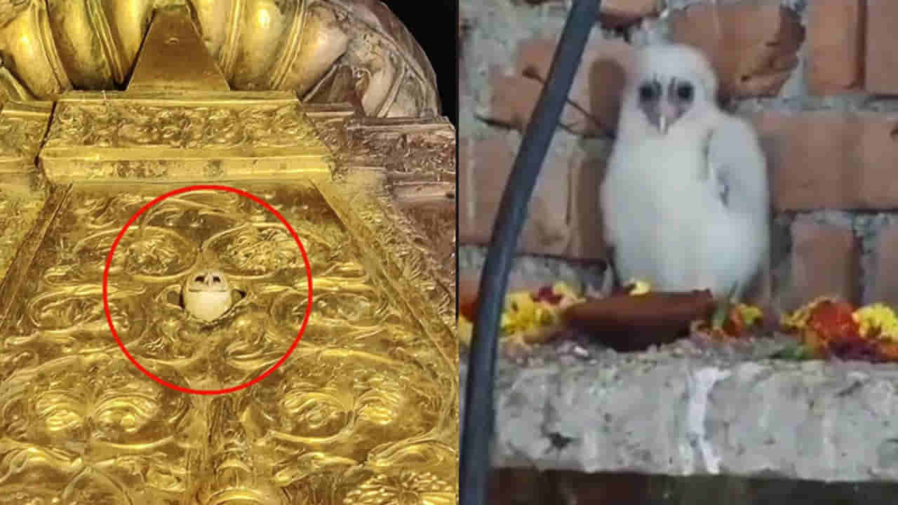 అప్పుడు వారణాసి, ఇప్పుడు ఛత్తీస్గఢ్లో అరుదైన పక్షి ప్రత్యక్షం..! భక్తితో పూజలు చేసిన గ్రామస్తులు..