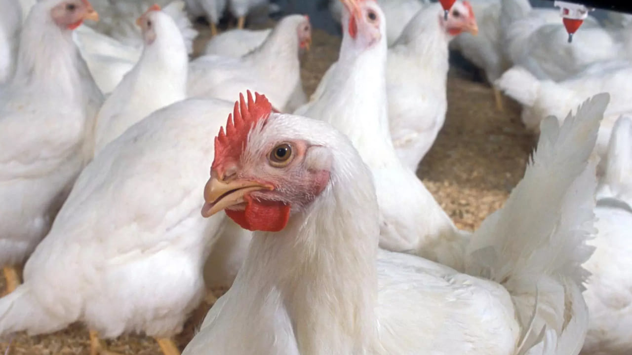 మొన్నటివరకు కేజీ చికెన్ రూ.230 నుంచి రూ.240 మధ్య  ఉంది. ఇప్పుడు భారీగా పెరిగి రూ.270 వరకు చేరుకుంది. దీంతో పాటు గుడ్ల ధరలు కూడా పెరగడంతో సామాన్యుల జేబుకు చిల్లులు తప్పడం లేదు. ఆదివారం వస్తే చాలు చికెన్ షాపులు ముందు బారులు కడతారు. 
