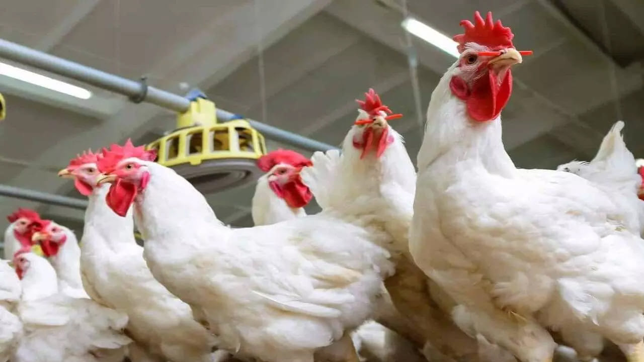 ఇక రోజుతో సంబంధం లేకుండా మిగతా రోజుల్లో కూడా చికెన్‌కు ఫుల్ డిమాండ్ ఉంటుంది. శీతాకాలంలో చికెన్‌కు మరింత డిమాండ్ పెరిగింది. అంతేకాకుండా పాల్ట్రీ యాజమానులకు దాణా ఖర్చులు పెరిగిపోయాయి. వీటితో పాటు త్వరలో పండుగలు వస్తుండటంతో ఇప్పటినుంచే భారీ స్థాయలో కోళ్లు వివిధ ప్రాంతాలకు సరఫరా అవుతున్నాయి.
