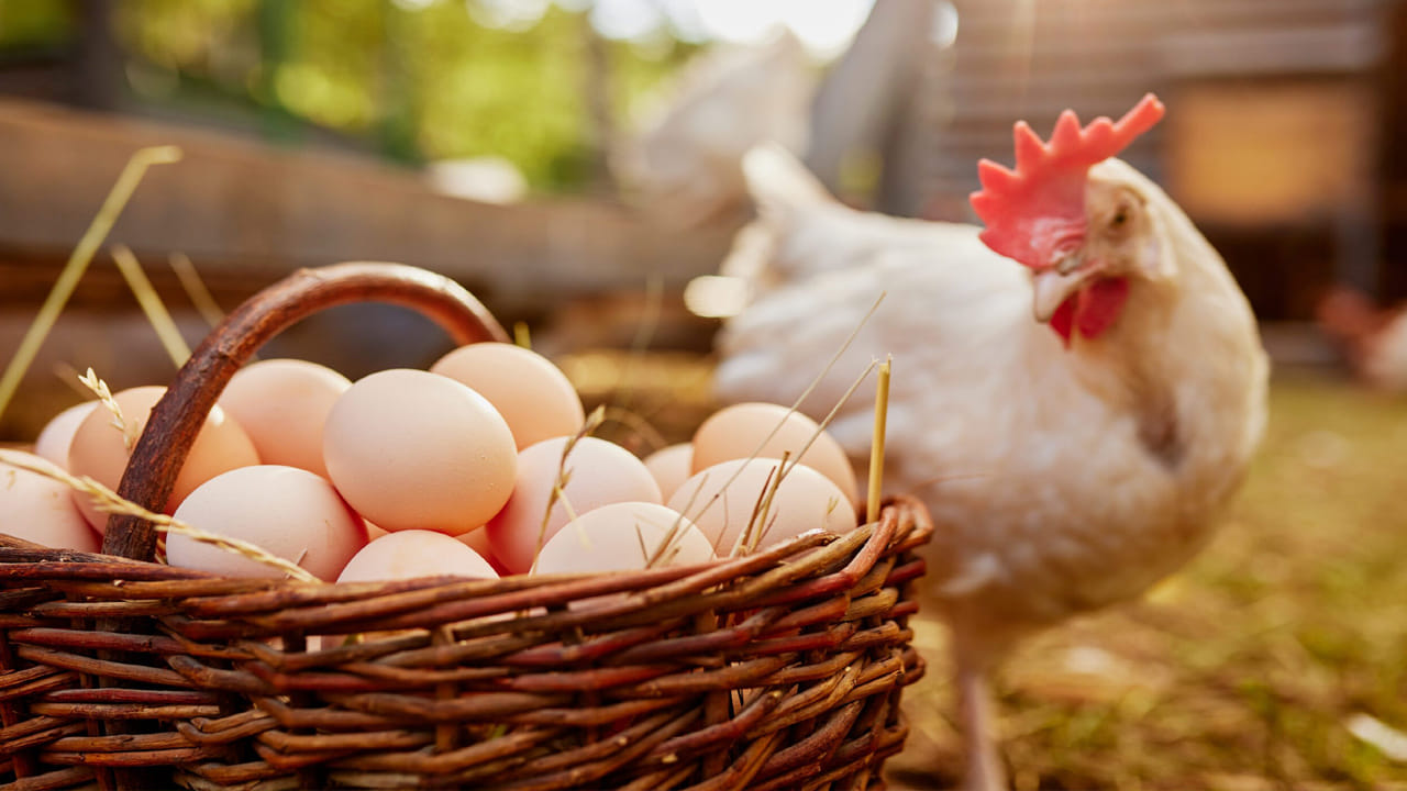 Chicken Prices: పండుగల వేళ సామాన్యులకు షాక్..కొండెక్కిన కోడి గుడ్లు, చికెన్ ధరలు.. ఒకేసారి భారీగా..