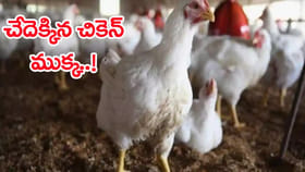 చేదెక్కిన చికెన్‌ ధరలు.. ప్రస్తుతం కిలో ధర ఎంత ఉందంటే?