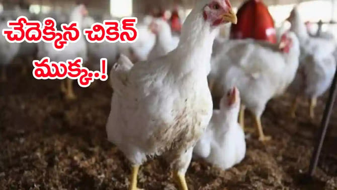 కొండెక్కిన చికెన్‌ ధరలు.. ప్రస్తుతం కిలో ధర ఎంత ఉందంటే?