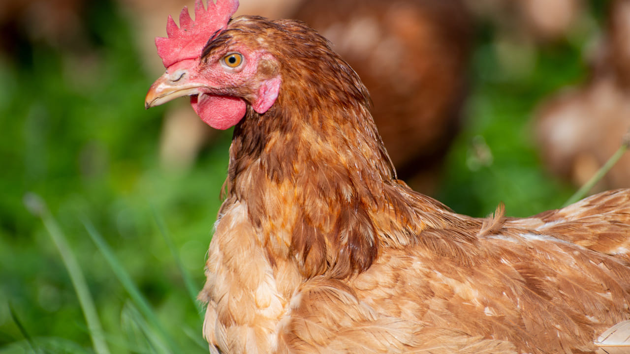 నాన్ వెజ్ ప్రియులకు షాకింగ్ న్యూస్.. చికెన్ ధరలు ఒక్కసారిగా పెరిగాయి. త్వరలో క్రిస్మస్, న్యూ ఇయర్, సంక్రాంతి పండుగలు వస్తుండటంతో ధరలు భారీగా పెరుగుతున్నాయి. వరుస పండుగలు వస్తుండటమే చికెన్ ధరల పెరుగుదలకు కారణంగా చెబుతున్నారు. ఇప్పుడు చికెన్ ధరలు ఎలా ఉన్నాయో చూద్దాం.