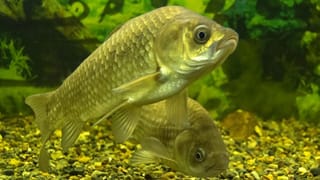 Smart TV: మీ స్మార్ట్ టీవీ హ్యాక్ అయ్యే అవకాశం ఉందా? ఈ 5 ప్రమాదకరమైన సంకేతాలు కనిపిస్తున్నాయా? జాగ్రత్త!