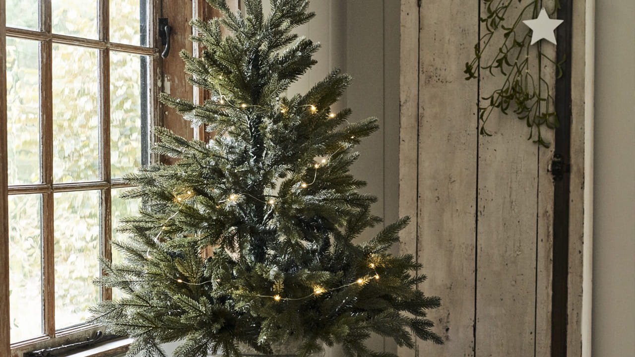 క్రిస్మస్ చెట్టు, నేడు దీనిని పిలుస్తున్నట్లుగా, జర్మనీలోని లూథరన్ ప్రాంతాలు, బాల్టిక్ ప్రాంతాలలో ప్రజాదరణ పొందింది. 19వ శతాబ్దం రెండవ అర్ధభాగం నాటికి, ఇది ఈ ప్రాంతాలకు మించి, మొదట్లో ఉన్నత వర్గాలలో వ్యాపించడం ప్రారంభించింది. తరువాత జర్మన్ స్థిరనివాసులు ఈ సంప్రదాయాన్ని ఉత్తర అమెరికాకు తీసుకెళ్లారు. అయితే, అక్కడ దాని ఆమోదం నెమ్మదిగా ఉంది, ఎందుకంటే చాలామంది క్రిస్మస్ ఒక గంభీరమైన, లోతైన మతపరమైన సందర్భంగా ఉండాలని, ప్రధానంగా గొప్ప వేడుకల కంటే అర్ధరాత్రి మాస్ చుట్టూ కేంద్రీకృతమై ఉండాలని విశ్వసించారు.