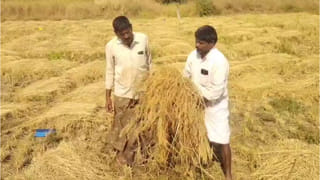 Kodi pandalu: అప్పుడే మొదలైన సంక్రాంతి సందడి.. కోళ్ల పందానికి ఈసారి కోట్లేనట!