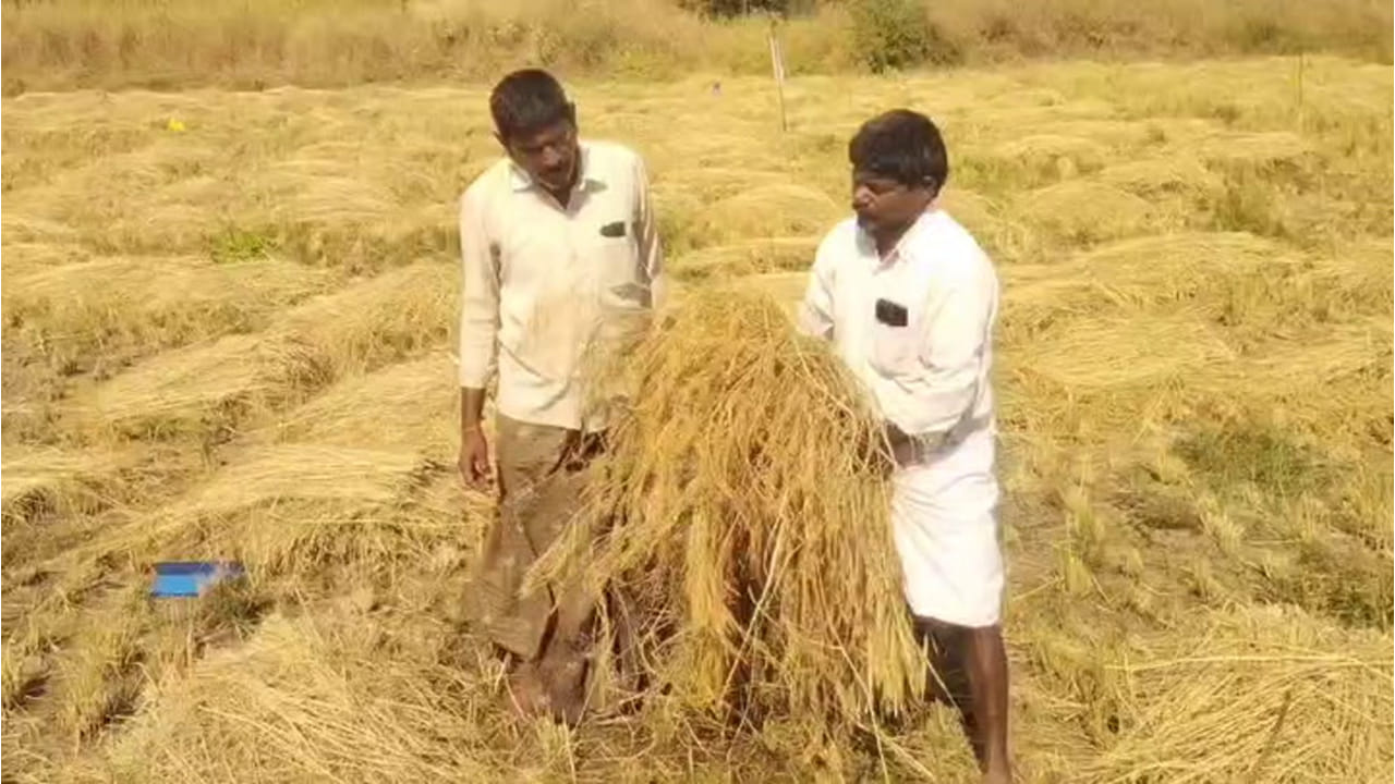 Andhra: పెట్టుబడి కేవలం రూ.4 వేలు.. ఖర్చులన్నీ పోను 35 వేల నికర ఆదాయం