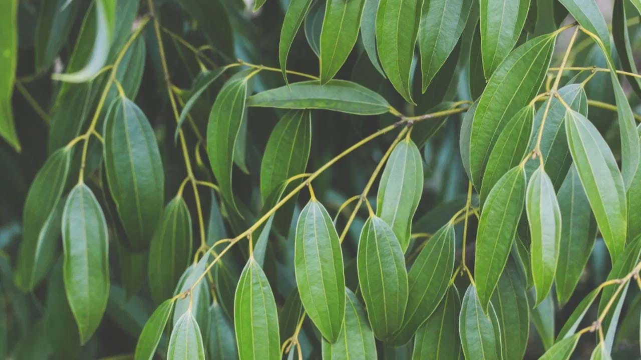 పట్టా ధర కిలోకు రూ. 1,500 నుండి ప్రారంభమవుతుంది. అందువల్ల రూ. 75,000 నుండి రూ. 1,50,000 వరకు లాభం ఆశించవచ్చు. ఒకసారి నరికిన చెట్లు మూడు నుండి నాలుగు సంవత్సరాలలో మళ్ళీ కోతకు సిద్ధంగా ఉంటాయి. అయితే సంవత్సరాలుగా దీనిని సాగు చేస్తుంటే కోట్లల్లో లాభం పొందవచ్చని నిపుణులు చెబుతున్నారు.