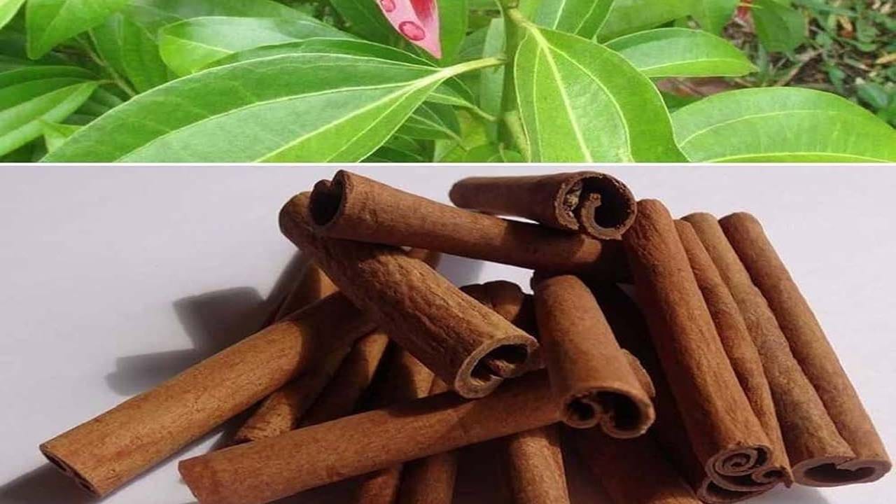 ఇండియన్ స్పైస్ రీసెర్చ్ ఇన్స్టిట్యూట్ నిత్యశ్రీ, నవశ్రీ అనే రెండు రకాల దాల్చిన చెక్కలను విడుదల చేసింది. దాల్చిన చెక్క మాత్రమే కాకుండా, దాని కాయలు, ఆకులు కూడా అధిక ధరలను పొందుతాయి. దాల్చిన చెక్క కాయల ధర కిలోకు రూ.1,600 వరకు ఉంటుంది.