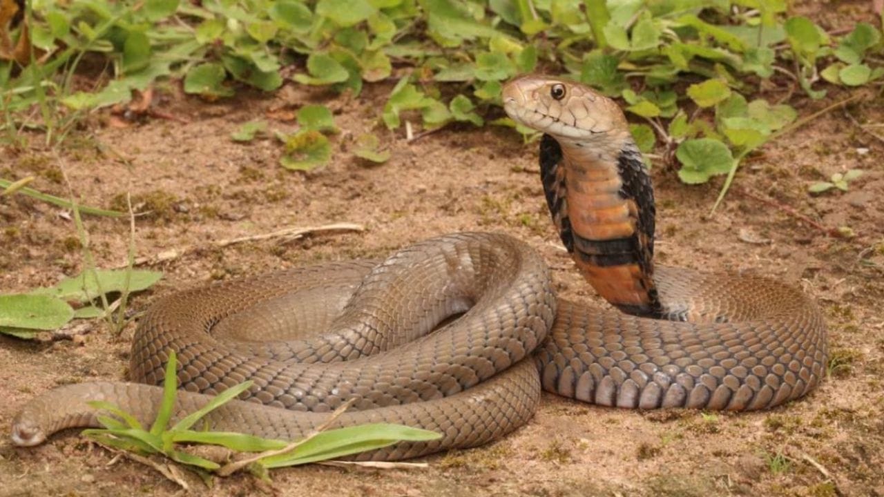 దీని విషాన్ని సైటోటాక్సిక్ అంటారు. ఈ విషం చర్మ కణాలు, కణజాలాలను నాశనం చేస్తుంది, దీని విషం మన శరీరంపై పడితే గాయాలు, వాపులు. ఆ విషం పడిన ప్రాంతం మొత్తం కుళ్ళిపోవడం జరుగుతుందట.   