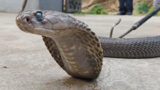 Snake Video: కోనసీమలో 70 ఏళ్ల నాగు.. నిజంగా పాము అన్నేళ్లు బ్రతుకుతుందా..?