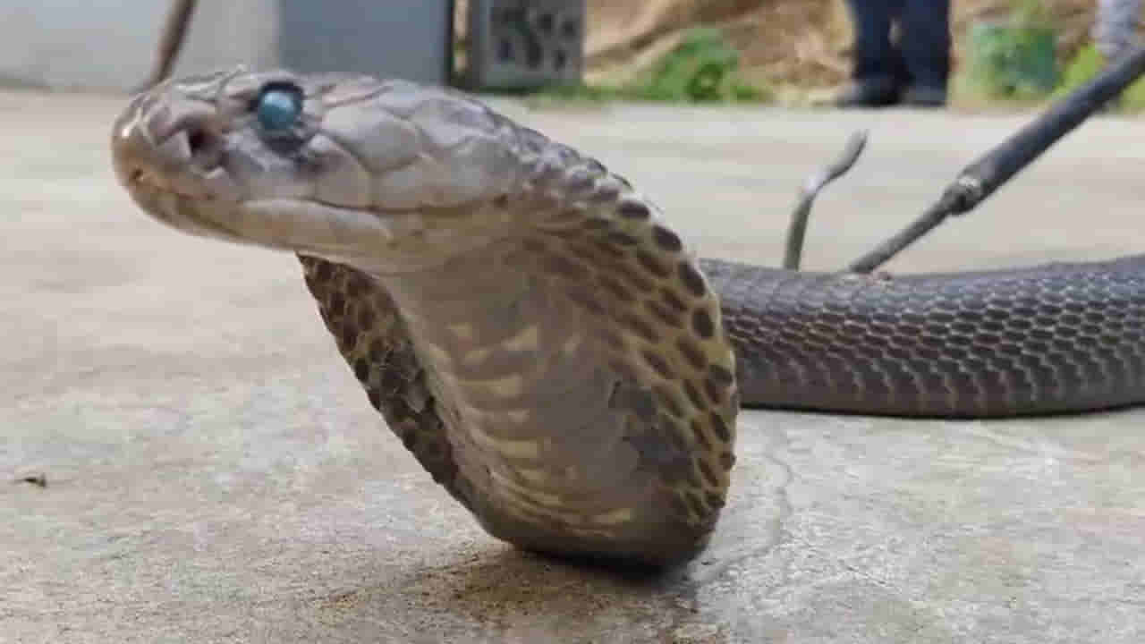 Snake Video: కోనసీమలో 70 ఏళ్ల నాగు.. నిజంగా పాము అన్నేళ్లు బ్రతుకుతుందా..?