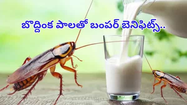 ఆవు, గేదె పాల కంటే బొద్దింక పాలతో బంపర్ బెనిఫిట్స్..! ఆరోగ్య ప్రయోజనాలు తెలిస్తే...